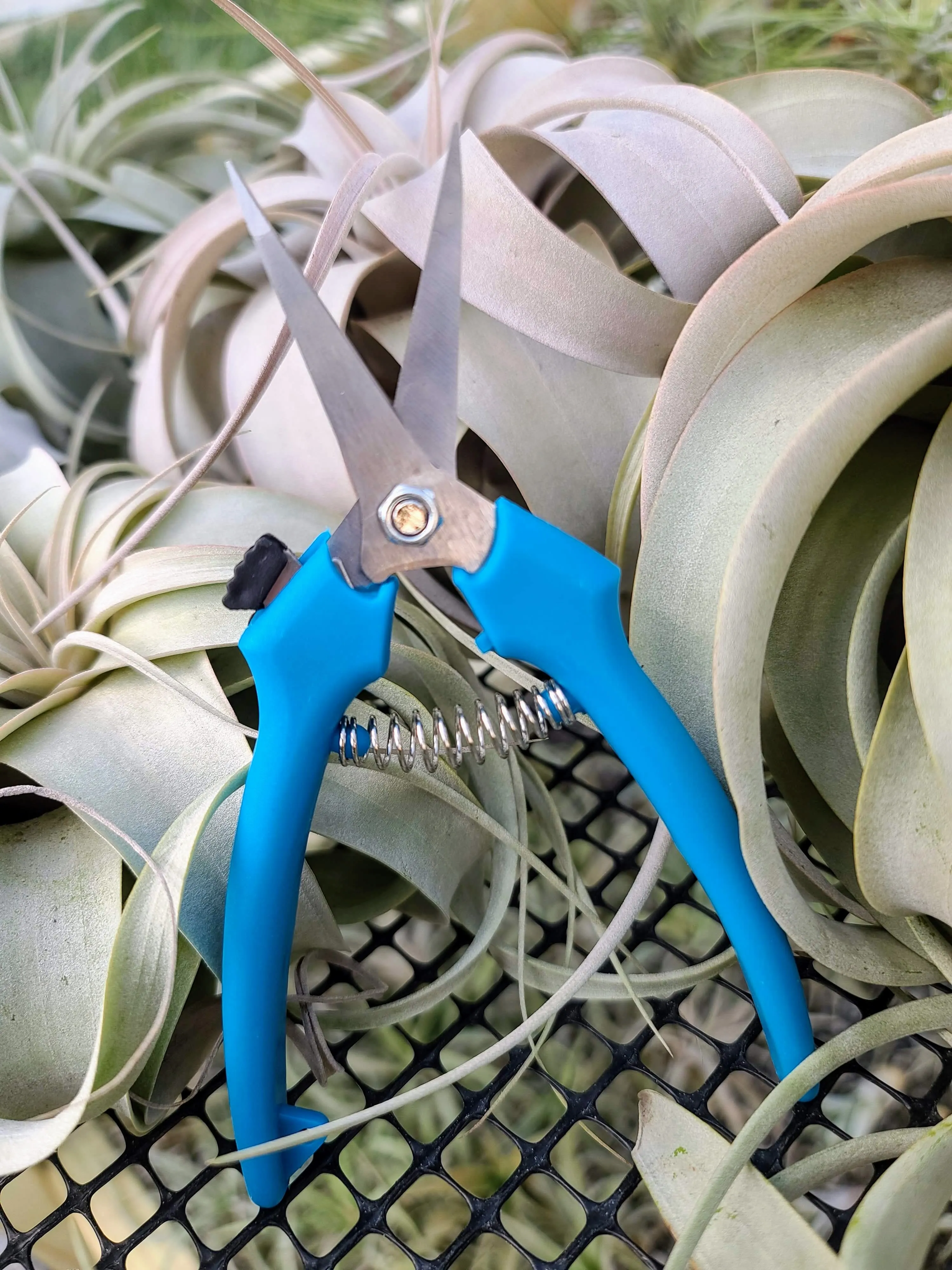 Pruning Shears