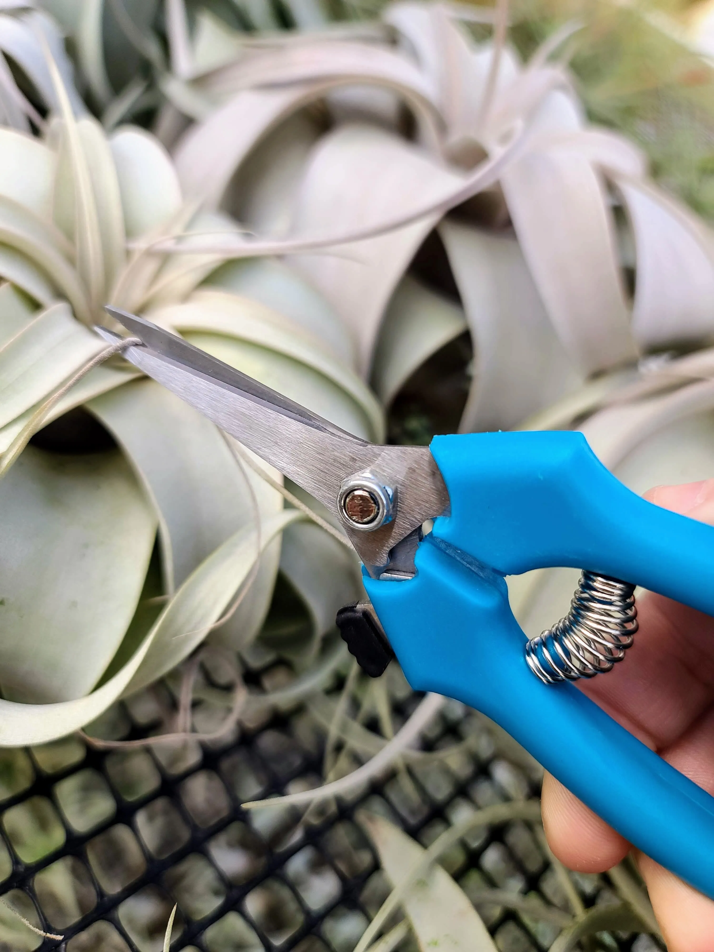 Pruning Shears